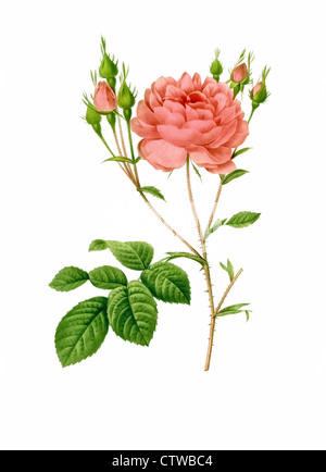 Illustration de centifolia rosa anglica rubra, Rosier de Cumberland Banque D'Images