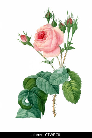 Illustration de Rosa Centifolia bullata, variation de la provence rose ou chou rose ou Rose de Mai Banque D'Images