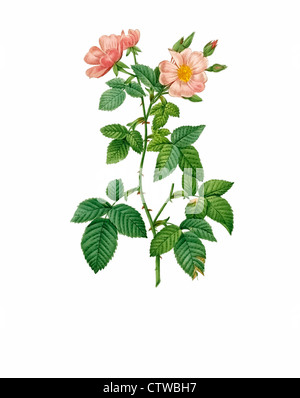 Illustration d'une rosa rubifolia (Rosa glauca ,à feuilles rouge ou rose rose originaire) Banque D'Images