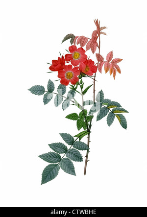 Illustration de rosa rubrifolia (Rosa glauca ,à feuilles rouge ou rose rose originaire) Banque D'Images