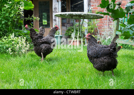 Les galles Gallus domestiques. Plymouth Rock poulets dans un jardin anglais Banque D'Images