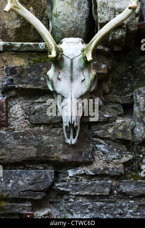 Crâne de cerf accroché sur un mur de pierre Banque D'Images