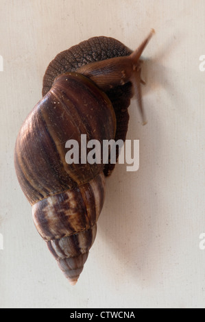 L'escargot africain géant, Achatina fulica Banque D'Images