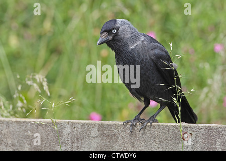 Choucas nordiques (Corvus monedula soemmerringii) Banque D'Images