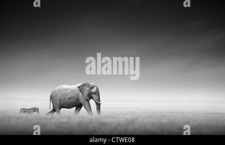 Éléphant avec zebra derrière sur les plaines d'Etosha - Namibie (traitement artistique) Banque D'Images