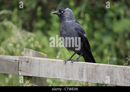 Choucas nordiques (Corvus monedula soemmerringii) Banque D'Images