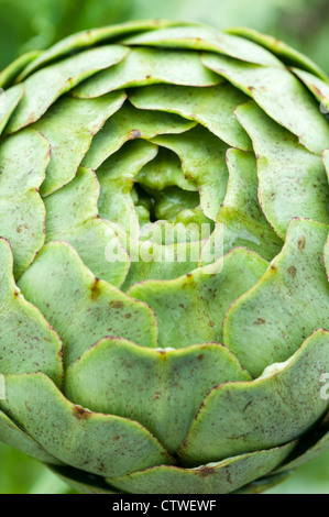 Chef de l'artichaut dans un jardin ou Cynara cardunculus juste avant la floraison. Banque D'Images