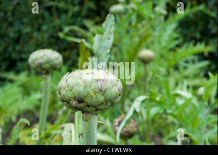 Les chefs de l'artichaut dans un jardin ou Cynara cardunculus juste avant la floraison. Banque D'Images