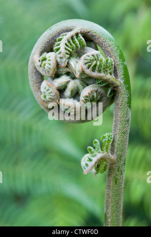 Fern leaf sur le point de se déployer, d'un type de plante ptéridophytes Banque D'Images