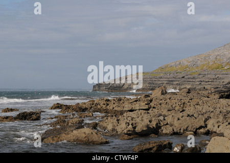 Tête noire, le Burren, comté de Clare, Irlande, côte ouest Banque D'Images