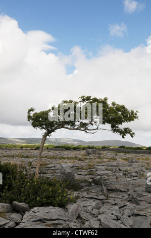 Le dirigeant d'une inclinaison de plus en plus de frênes sur le Burren, comté de Clare, sur la côte ouest de l'Irlande Banque D'Images