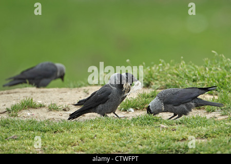 Choucas nordiques (Corvus monedula soemmerringii) Banque D'Images