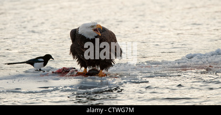 Portrait d'un nord-américain de l'alimentation ( pygargue à tête blanche Haliaeetus leucocephalus ) avec une pie Banque D'Images