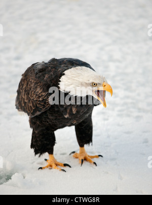 Portrait d'un pygargue à tête blanche d'Amérique du Nord - Haliaeetus leucocephalus Banque D'Images