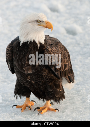 Portrait d'un pygargue à tête blanche d'Amérique du Nord - Haliaeetus leucocephalus Banque D'Images