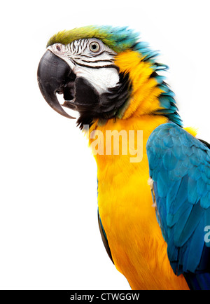 Macaw parrot isolé sur fond blanc Banque D'Images