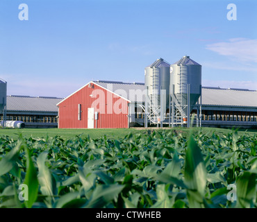 Les BÂTIMENTS DE PORC AVEC LE MAÏS EN PREMIER PLAN / IOWA Banque D'Images