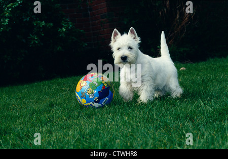 Vue latérale du West Highland White Terrier PLAYING WITH BALL / IRLANDE Banque D'Images
