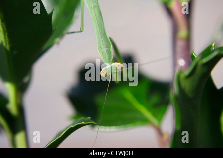 CLOSE UP OF CHINESE PRAYING MANTIS (TENODERA SINENSIS) Banque D'Images