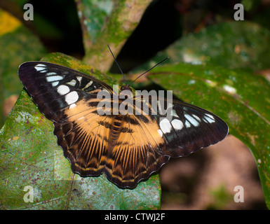 Beau papillon assis sur un grand congé tropical Banque D'Images