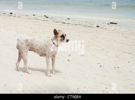 Chien errant sur une plage à Bohol, Philippines Banque D'Images