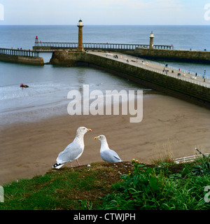 Paire de goélands sur clifftop Whitby, North Yorkshire Banque D'Images