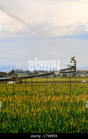 Système d'irrigation à pivot central Banque D'Images