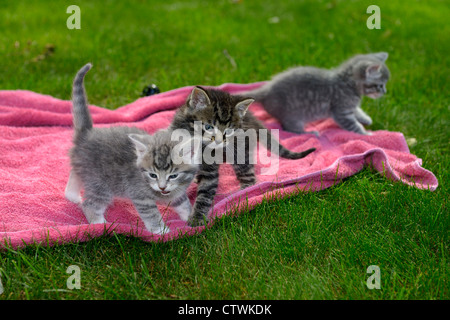 Chaton tigré gris de la même portée jouant sur l'extérieur, première entreprise de couverture nerveux au sujet de marcher sur pelouse Banque D'Images