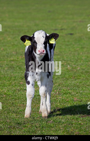 Mollet (Bos taurus) à partir de la vache marqués d'étiquettes d'oreille jaune dans les deux oreilles en champ, Allemagne Banque D'Images