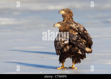 Deux mineurs des pygargues à queue blanche (Haliaeetus albicilla) sur un lac gelé en hiver, Allemagne Banque D'Images