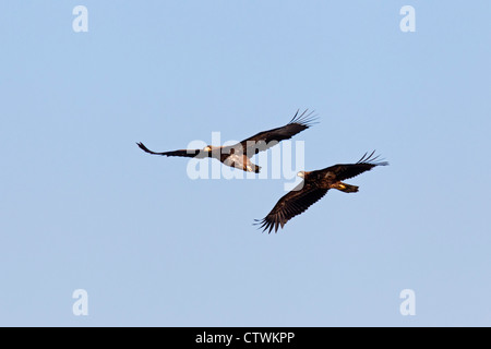 Deux mineurs des pygargues à queue blanche (Haliaeetus albicilla) en vol en hiver, Allemagne Banque D'Images