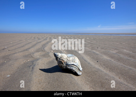 (Buccinum undatum Buccin commun) lavés sur plage, mer des Wadden, Allemagne Banque D'Images