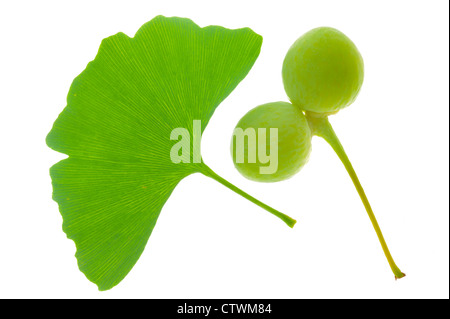 Feuille de ginkgo et de fruits on twig isolated over white background Banque D'Images