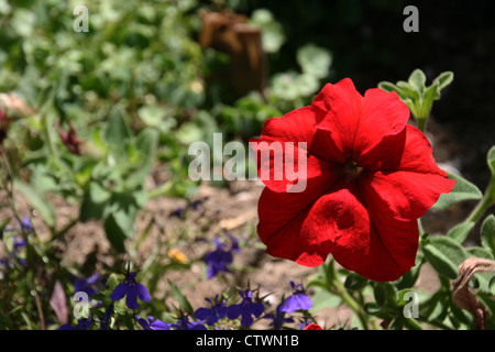 Cette photo montre un double impatiens rouge fleur. Banque D'Images