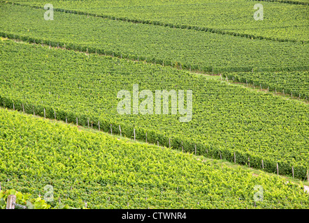Vignoble verdoyant en été dans la région de Rheingau, Hesse, Allemagne Banque D'Images