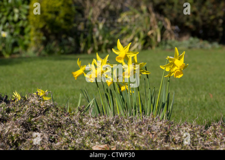 Quelques belles jonquilles naines dans le soleil du printemps Banque D'Images