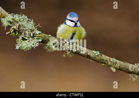 Bluetit sur Branch Banque D'Images