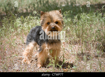 Yorkshire Terrier standing Banque D'Images