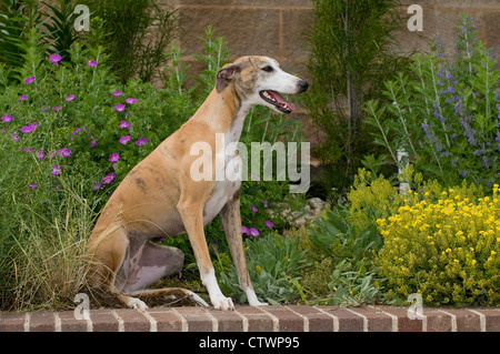 Whippet assis sur mur de brique Banque D'Images