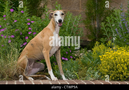 Whippet assis sur mur de brique Banque D'Images