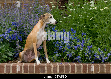 Whippet assis sur mur de brique Banque D'Images