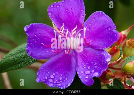 Détails de fleurs et plantes dans le Parque Estadual de Conceição do Ibitipoca (State Park), Minas Gerais, Brésil Banque D'Images