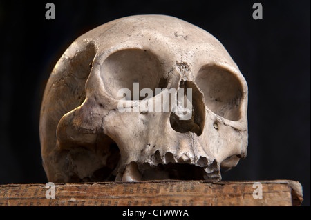 Old skull sur vieux livre Banque D'Images