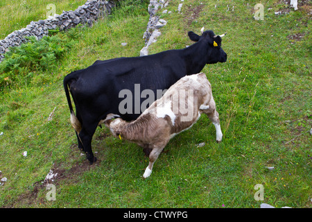 veau de lait Banque D'Images