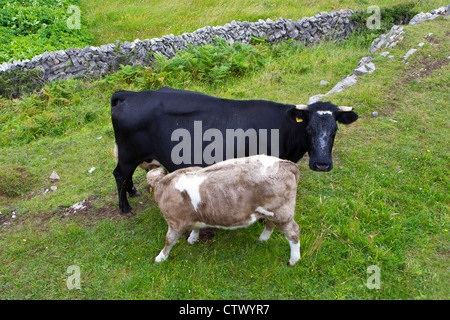 veau de lait Banque D'Images