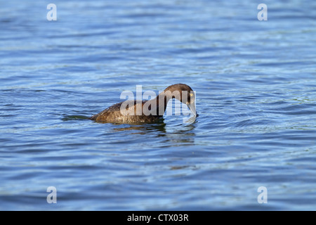 Fuligule morillon Aythya fuligula plongée femelle Banque D'Images