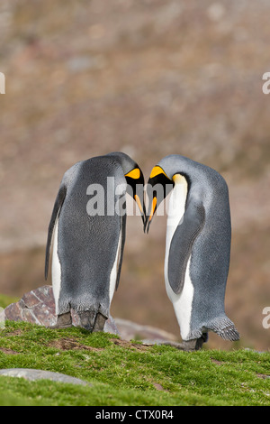 Manchot royal (Aptenodytes patagonicus) deux adultes dans la région de parade nuptiale, debout sur l'herbe, la Géorgie du Sud, l'Antarctique Banque D'Images