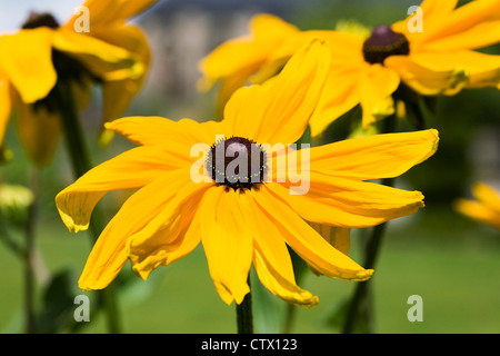 Rudbeckia hirta croissant dans une frontière. Banque D'Images