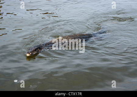 Moniteur de natation dans l'eau (rivière Maduwa Madu Ganga), Sri Lanka Banque D'Images