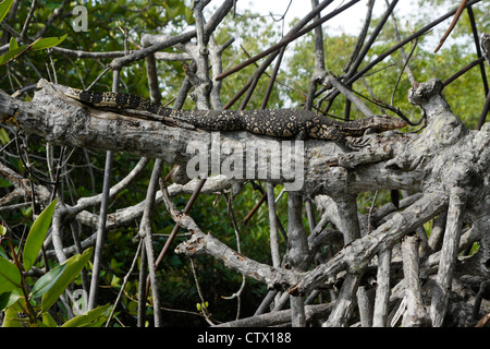 Moniteur de l'eau allongé sur branche d'arbre, Sri Lanka Banque D'Images